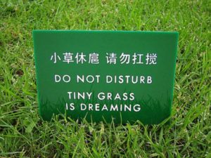 tiny grass dreaming